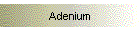 Adenium