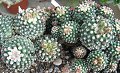 Pediocactus_knowltonii